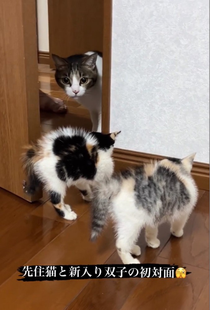 威嚇を強める赤ちゃん猫