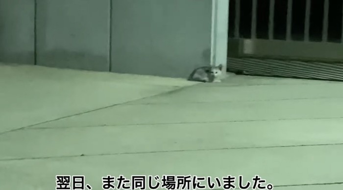 こちらを見る子猫