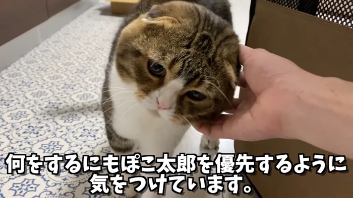 顔をなでてもらう猫