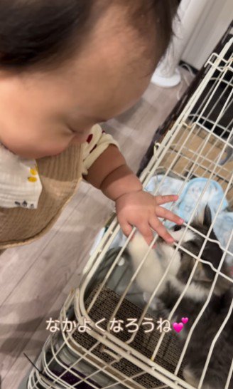 赤ちゃんと猫のタッチ