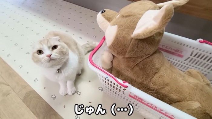 カメラをみつめる猫