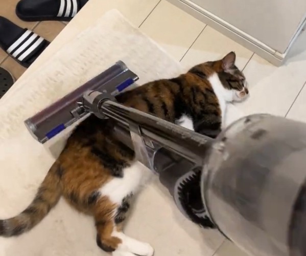 くつろぐ猫