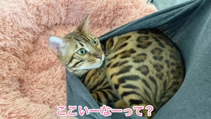 ピンク色の猫ベッドの上にいる猫