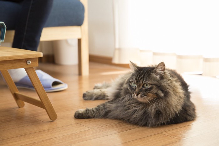 ソファに座る人の足元にいる猫