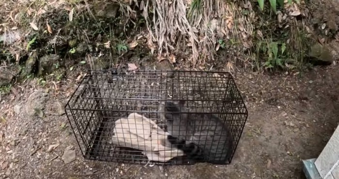 捕獲された猫