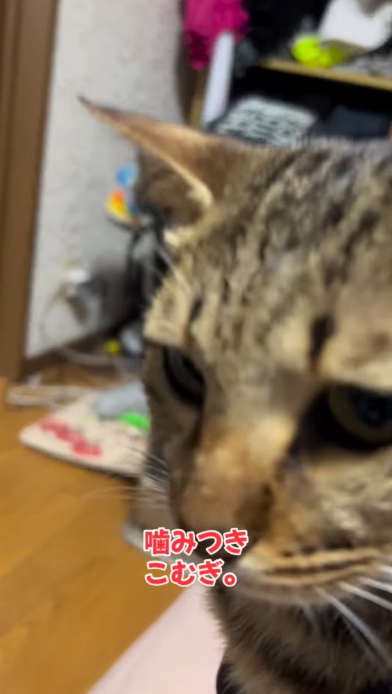 カメラに目線を送る猫