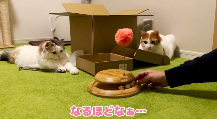 座っている猫