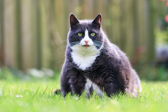 肥満気味の猫