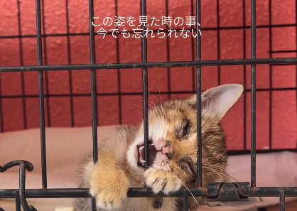 ケージの柵を噛む子猫