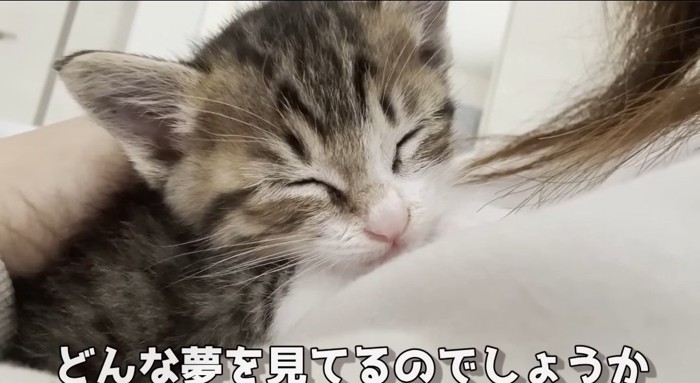 寝ている猫