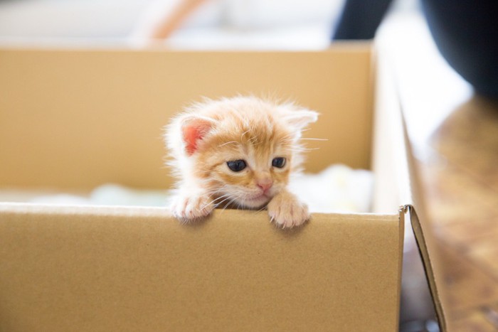 ダンボールに入った子猫