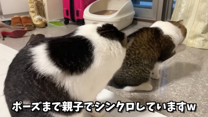 2匹の猫の後ろ姿