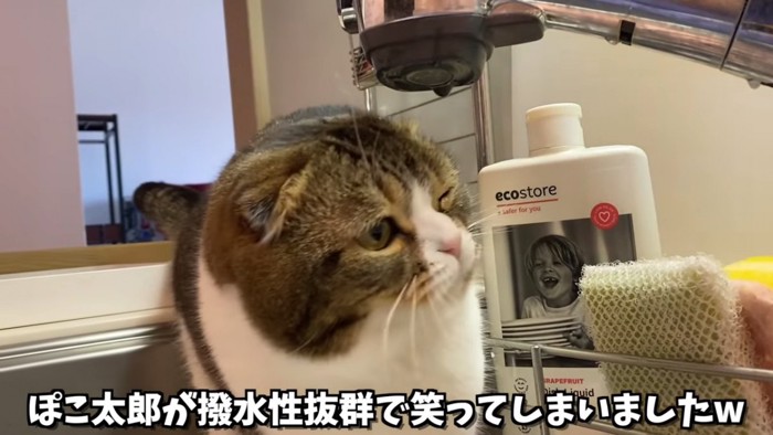 ウインクをする猫