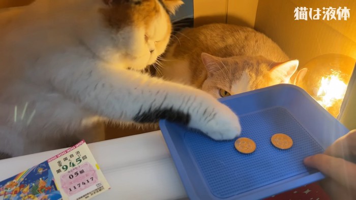 お金を受け取る猫