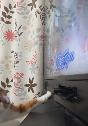 テレビを見る猫