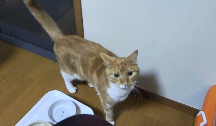 飼い主さんと袋を交互に見つめてそわそわ