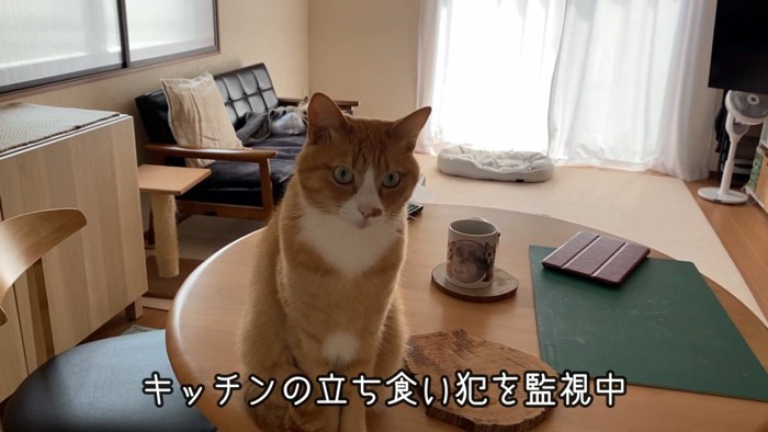 テーブルに座る猫