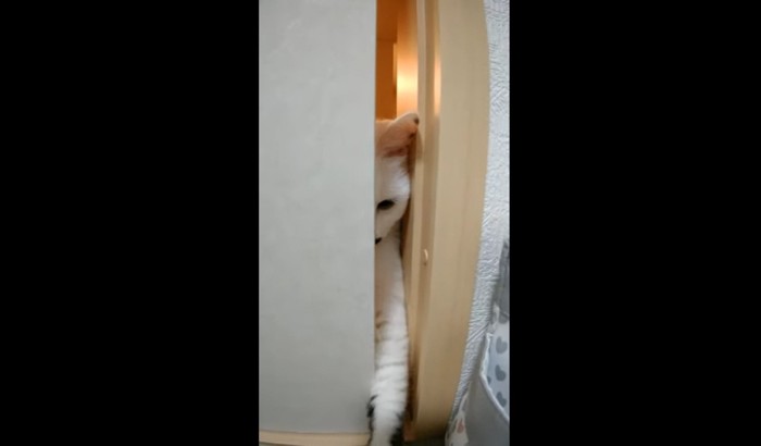 ふすまのすき間から部屋に入ろうとする猫