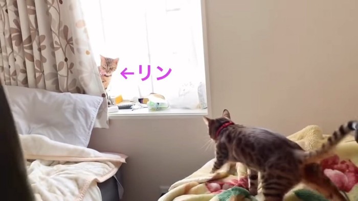 窓の近くにいる2匹の猫