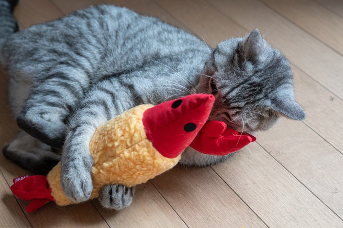 蹴りぐるみで遊ぶ猫