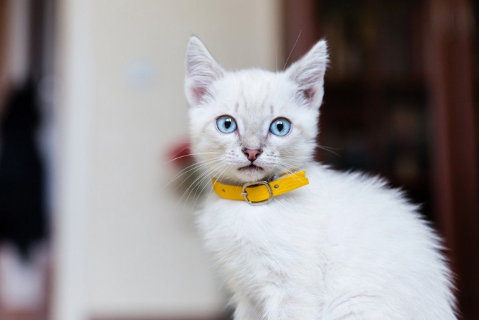 黄色い首輪の猫