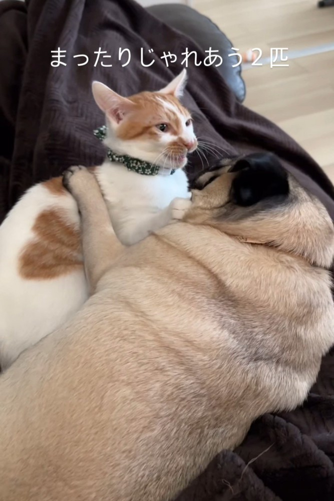 向かい合う猫と犬