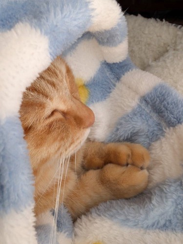 毛布から頭を出し祈るポーズの茶トラ猫