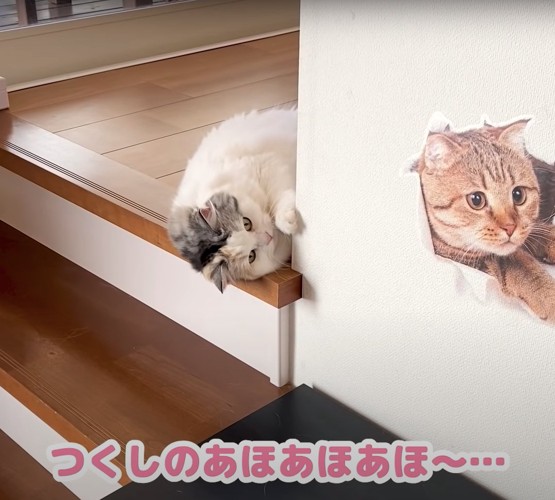 壁の影から顔を出す猫