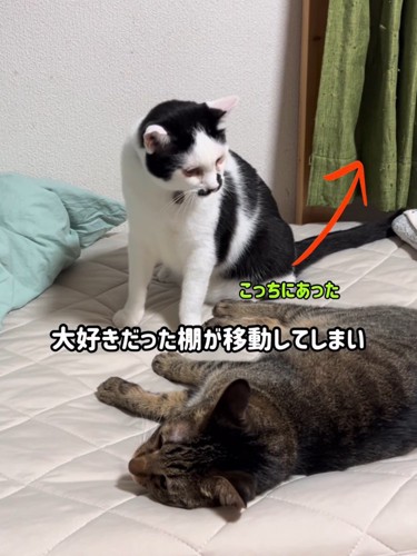 横になっている猫を見ている猫