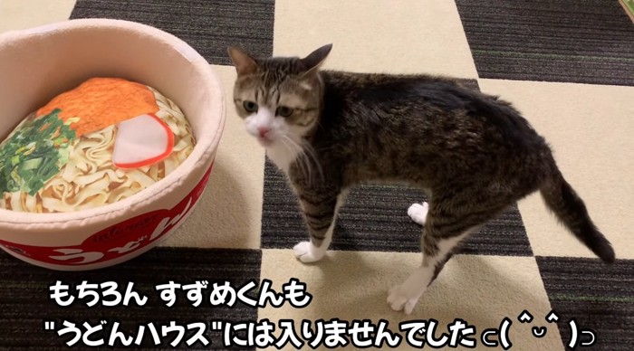 ハウスの前の猫