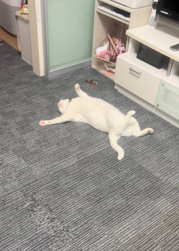 近づく猫
