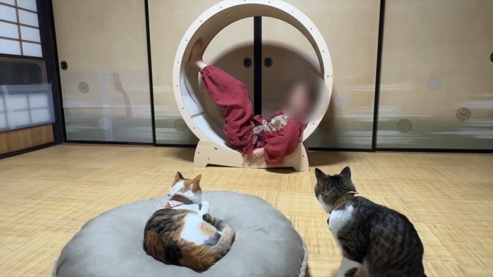 手を使う飼い主さん