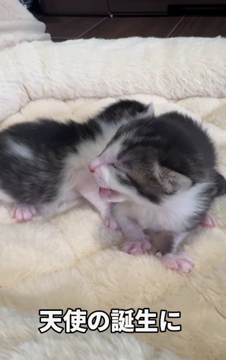 2匹の子猫