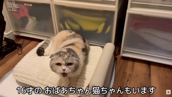 テロップ「16歳の~」