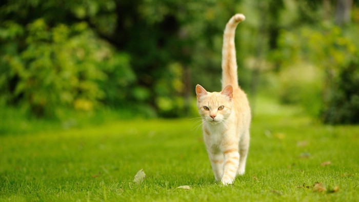 尻尾をまっすぐに立てて近づく猫