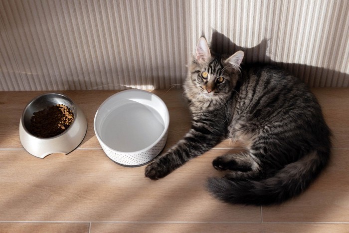 食器の横で見上げている猫