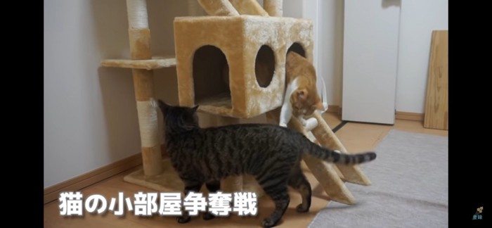 キャットタワー