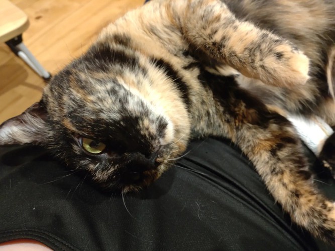寝転がる猫