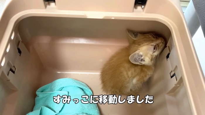 キャリーの隅にいる子猫