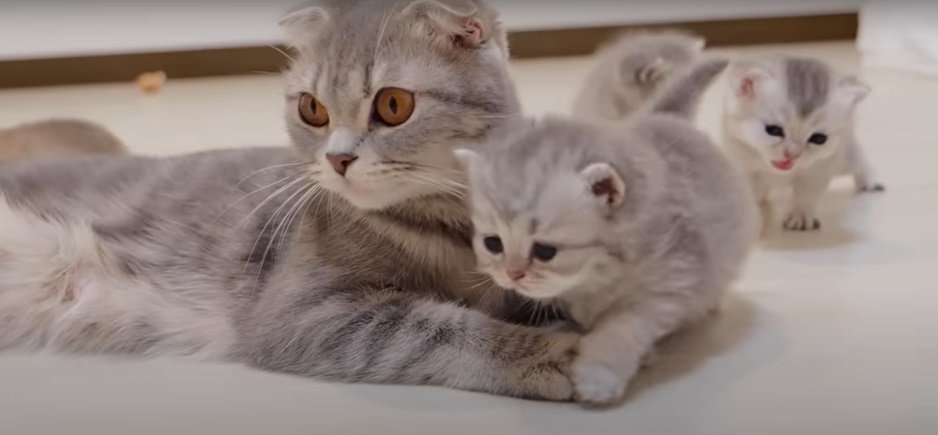 母猫と子猫たち2