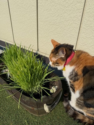 猫草を食べる猫