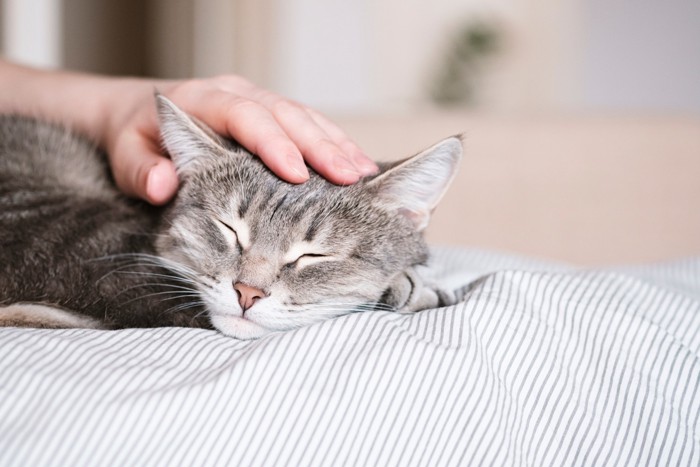 飼い主になでられながら体を休める猫