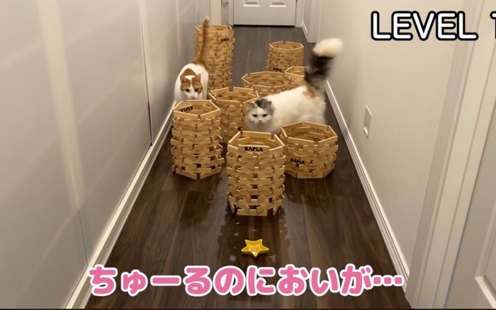 通る猫