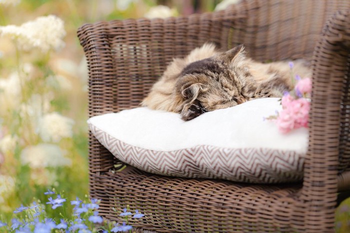 椅子の上のクッションの上で眠る猫