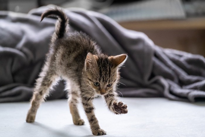 伸びをしながら歩く子猫