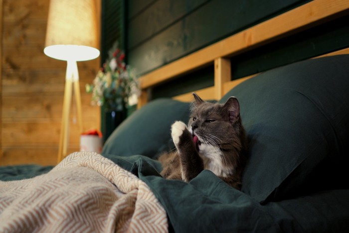 ベッドの中で顔を洗う猫