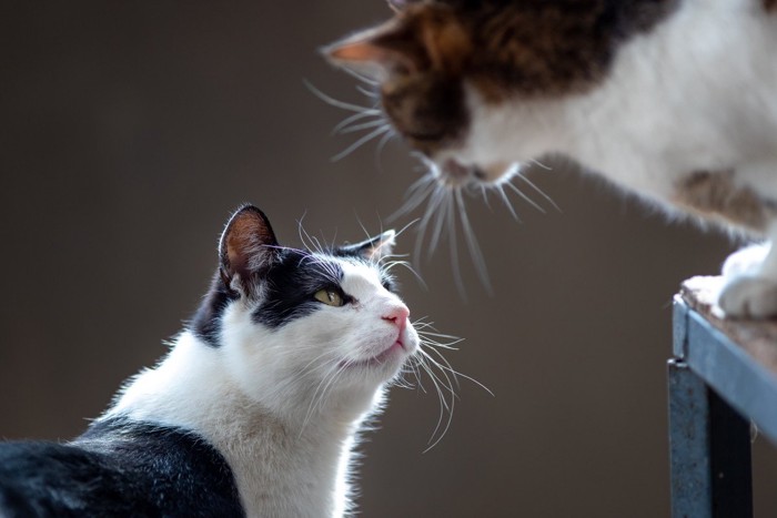 見つめ合う2匹の猫