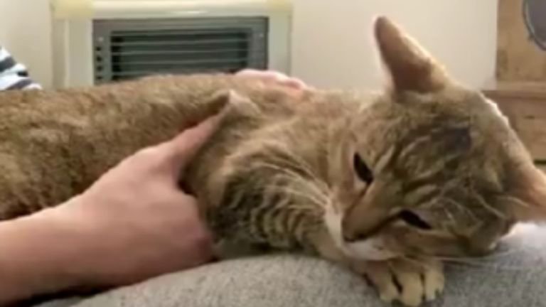膝の上で眠る猫