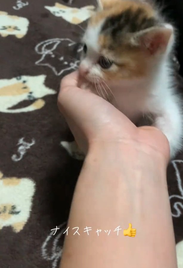 辺りを見回す子猫