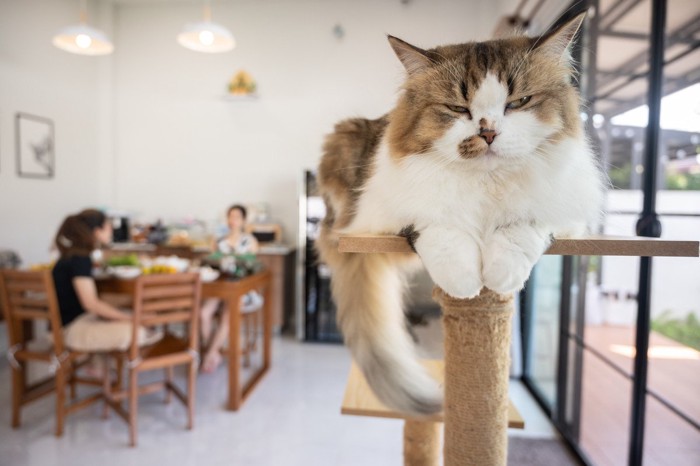 話し込む人たちと無視された猫